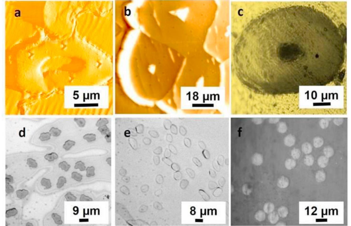 Pulp Bundle Cross section of (a) pulp fibre (b) flax fibre bundle (c)
