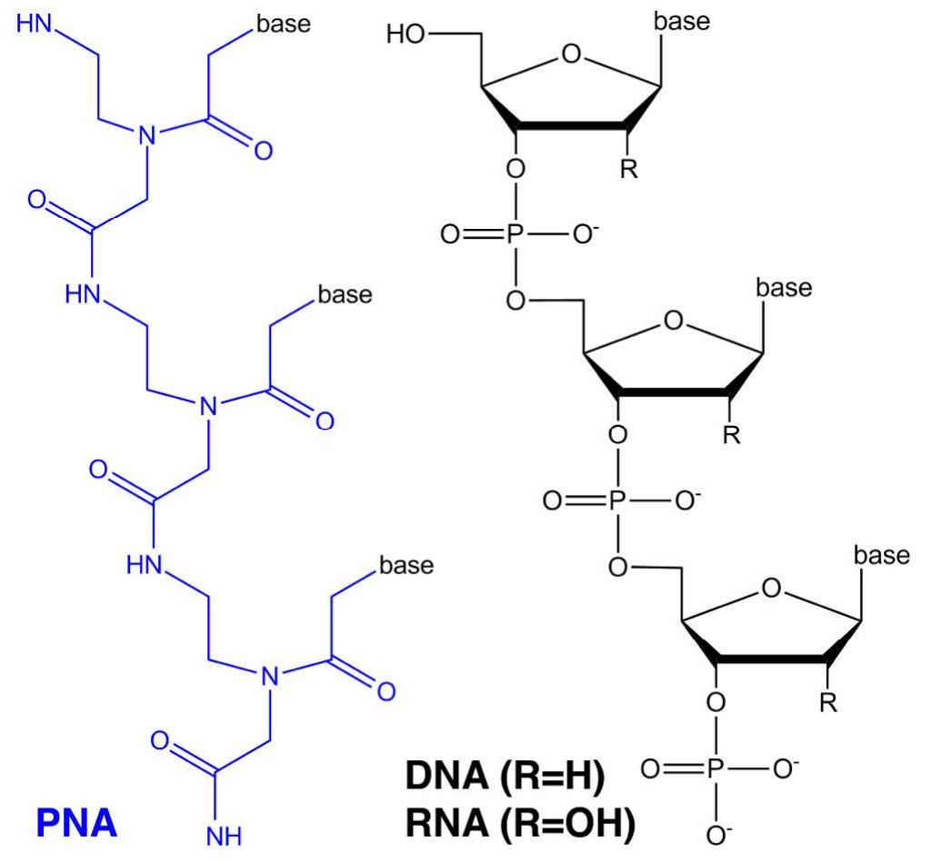 Peptide nucleic acid (left) vs. dna and rna (right).