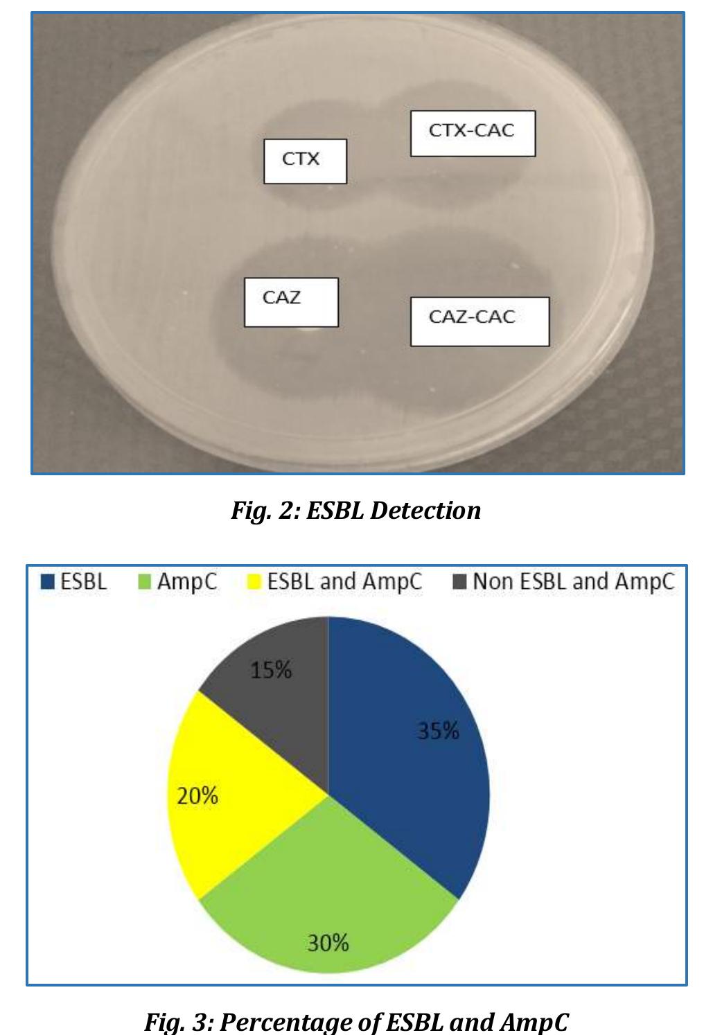 (PDF) Isolation and Antibiotic Sensitivity Pattern of Citrobacter ...