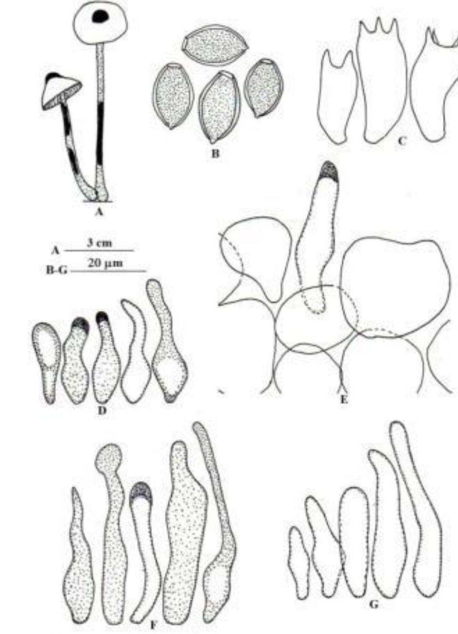 PDF) The Society for Indonesian Biodiversity