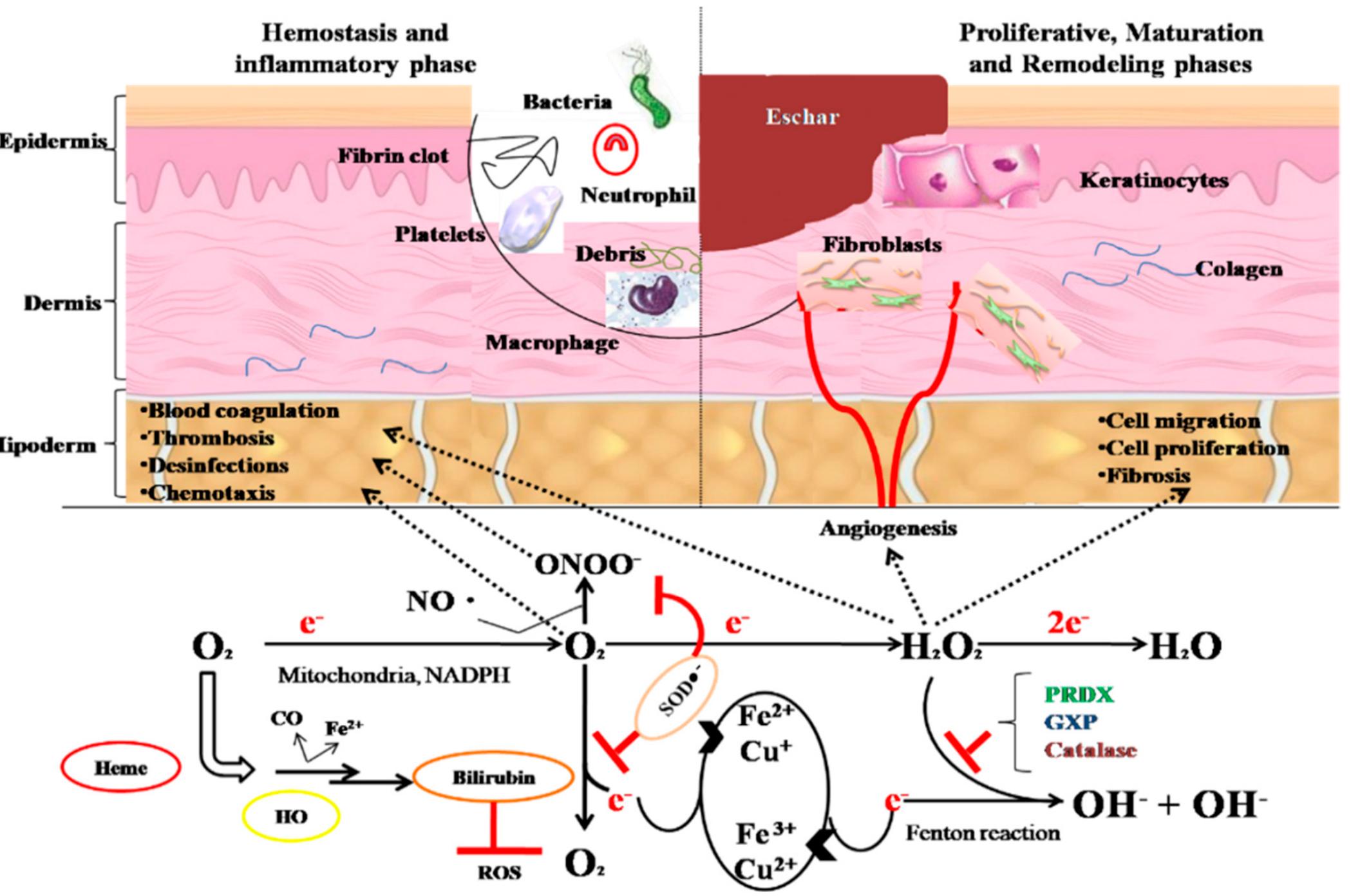 Stages of the wound healing process (adapted from [121]).