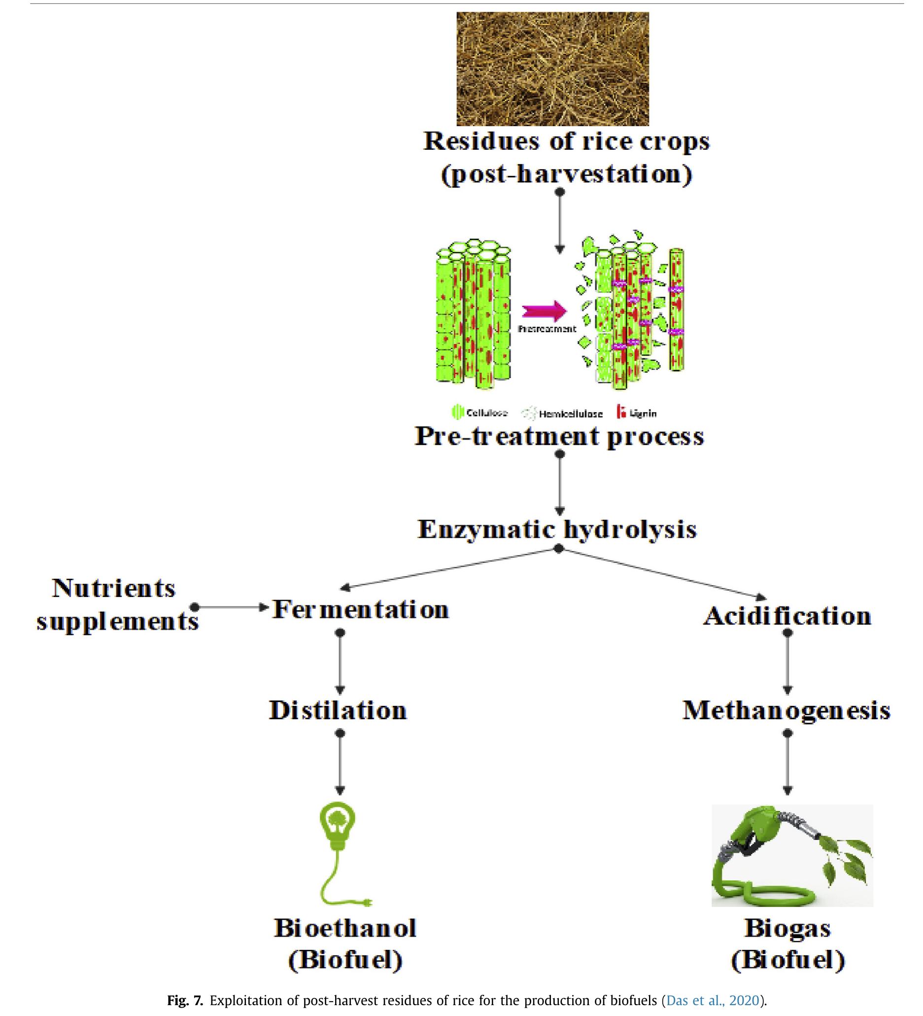 Biofuel From Rice (PDF) Biofuel from rice straw