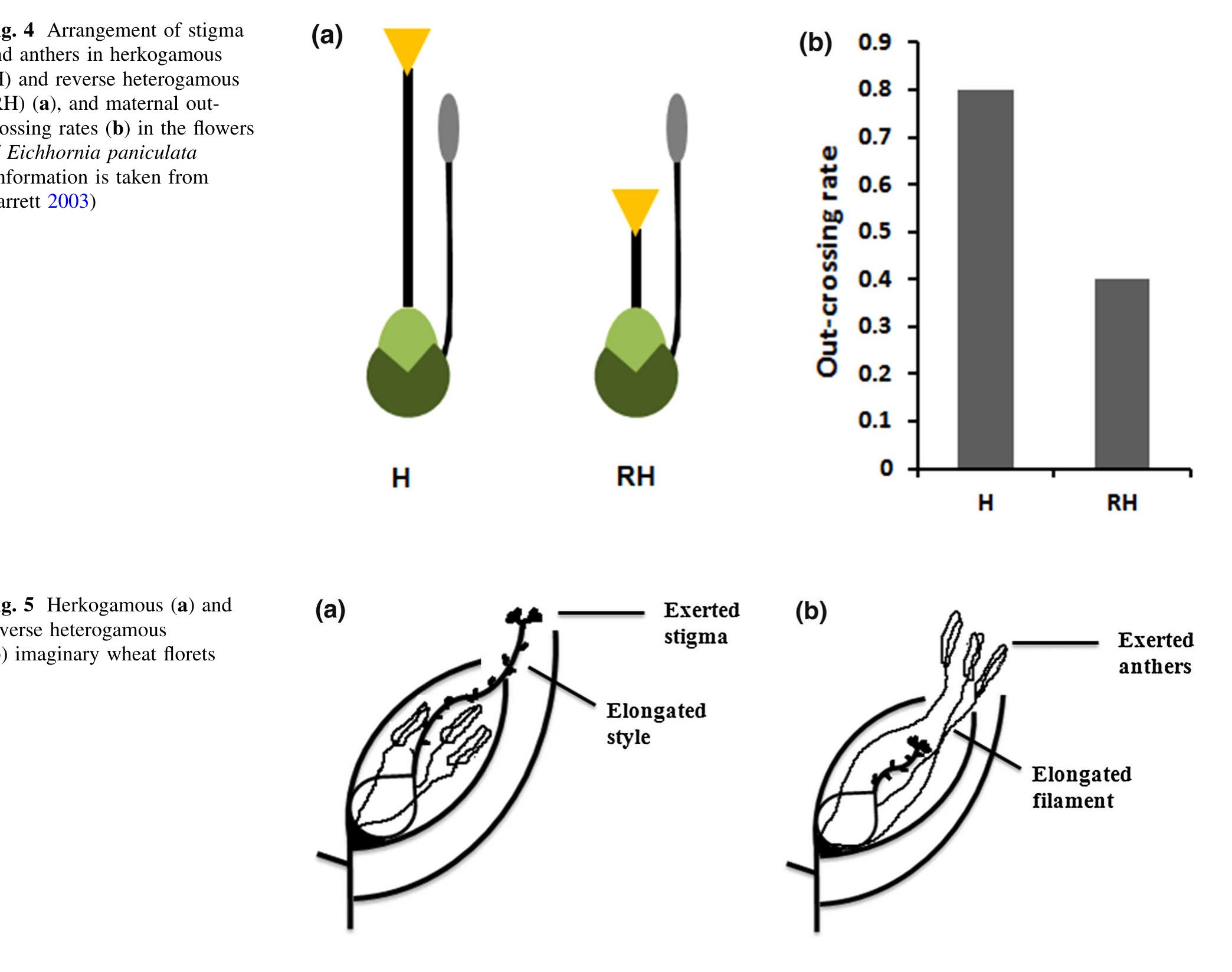 (PDF) Male sterility systems in wheat and opportunities for hybrid ...