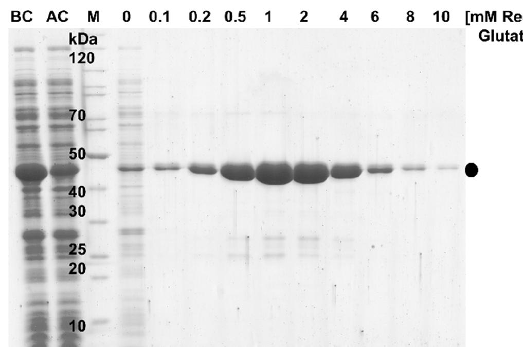 Gst Column (PDF) Purification, and activity of Human rhinovirus 3C protease fused ...