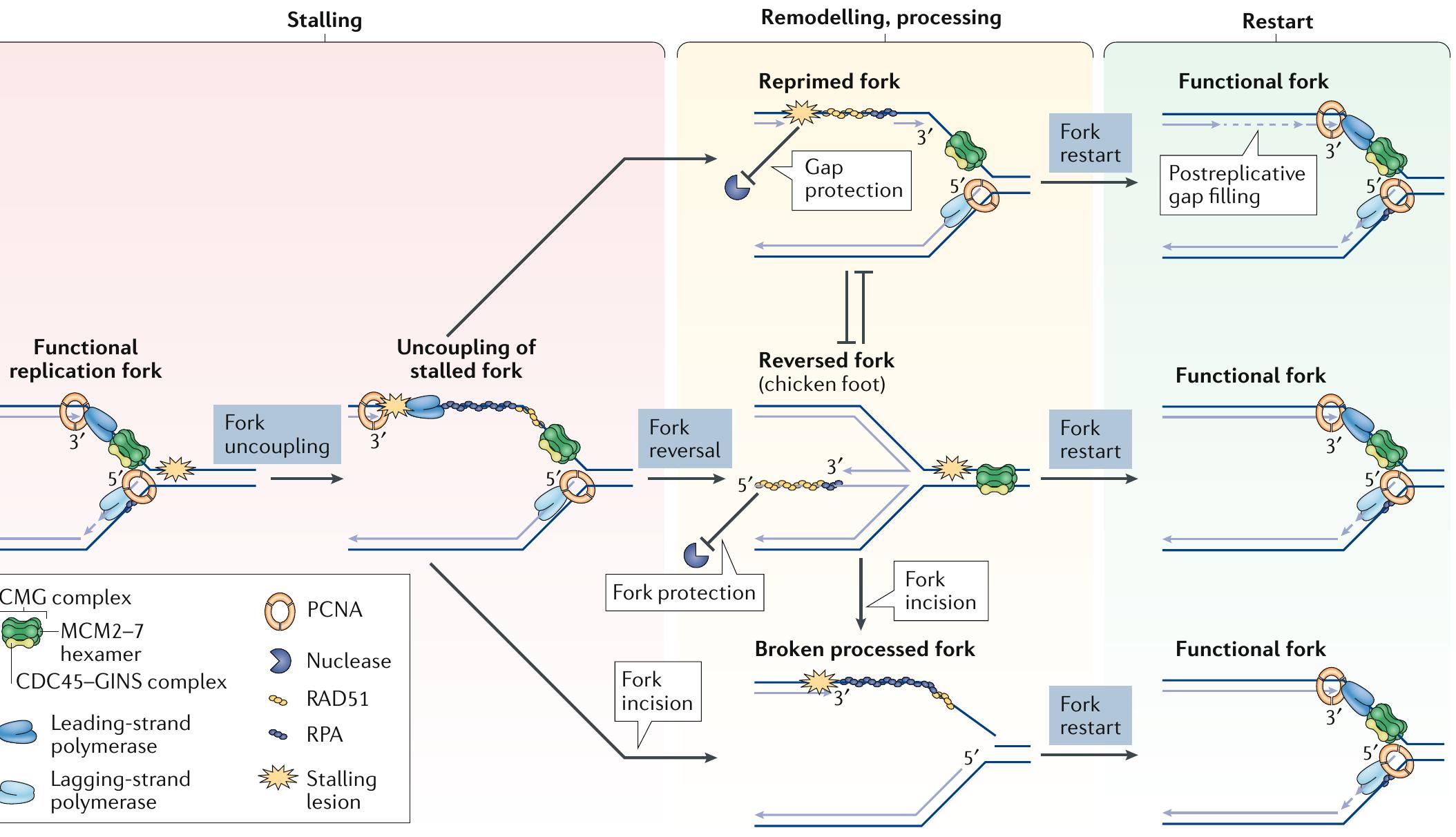 (PDF) The plasticity of DNA replication forks in response to clinically ...