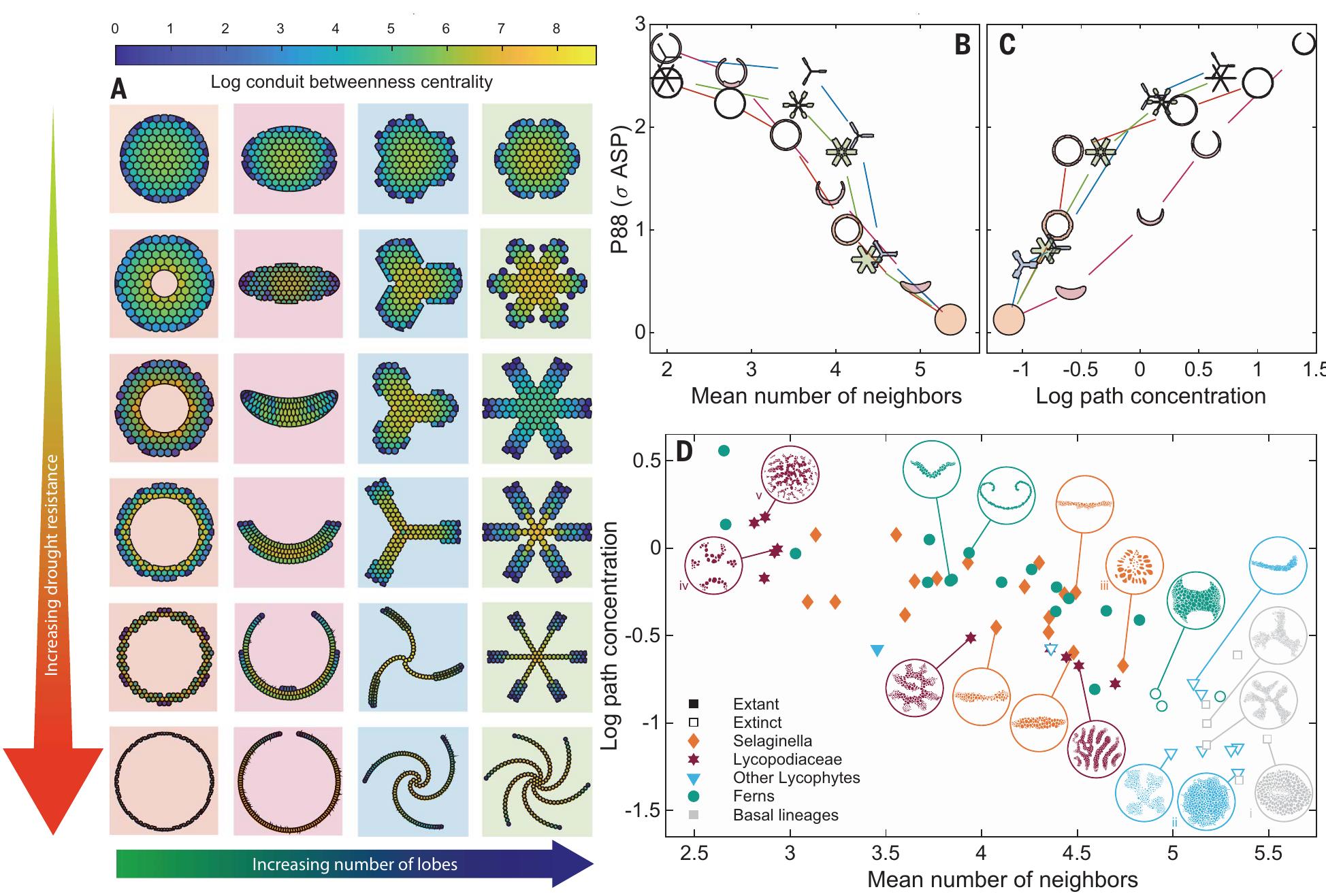 Strand Shape (PDF) Hydraulic failure as a primary driver of xylem network evolution ...