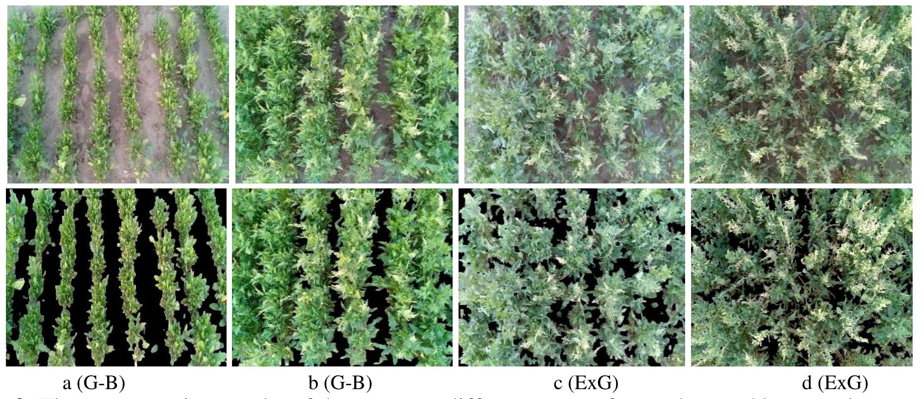 This section aims to separate the soil background from the canopy representing green plant parts. This allowed determining the ground cover of living plant leaves. Several methods have been developed for segmenting crop canopy images. The common segmentation technologies used for this purpose are color index-based segmentation, threshold-based segmentation, and learning- based segmentation (Hamuda ef al., 2016). Most researchers have used color to separate soil from a plant (Meyer and Camargo-Neto, 2008; Kirk et al., 2009). In a recent study at 