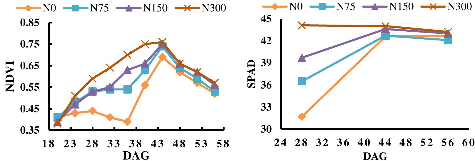 Fig.3. Effects of N levels on GreenSeeker and SPAD values at different days after emergence  treatment, N300 was higher than that of other N treatments. These changes indicated that it is possible to predict the nitrogen level of the canopy for all days of the growth stage. This Figure also shows that for all nitrogen levels, the GS reading peaking at 44 DAG. After 44 days, for all treatment, GS readings were dramatically declined due to the maturation of plants. Changes in SPAD readings in leaves of spinach were shown in Figure 3. Similar to GS readings, the SPAD readings have high variance at the early stage of plant growth, whereas at the late stage of growing, these data have low variance. Data collection overlapped with plants’ anthesis, which interfered with the GreenSeeker™ NDVI values and decreased readings in the later phases of growing  Liu et al. (2006) reported similar results for he SPAD reading changes during the growth stage of 25 to 35 days after sowing. However, hey did not investigate the SPAD reading changes at the late stage of growth. Junges et al. (2019) studied a vineyard in Brazil using he GreenSeeker remote sensor and reported similar results for the GS readings. The index increases rapidly at first (September to November), followed by a __ relative stabilization (December to February), and decreases in the final stage (March to May).   Table 2 demonstrates the Pearson’s correlation coefficients between GreenSeeker NDVI and the other variables. These results showed that NDVI has a good correlation with chlorophyll yield and biomass with correlation coefficients (R) ranging from 0.61 to 0.91 and from 0.69 to 0.87, respectively. The highest correlation between these variables was obtained at the growth period of 32-40 days. After 44 days, nutrition deficiency in the plant leads to yellowing leaves. These changes in leaves color and preliminary mature of spinach plants can be the main reason for the decreasing of correlation coefficients between NDVI and these variables. This relationship 
