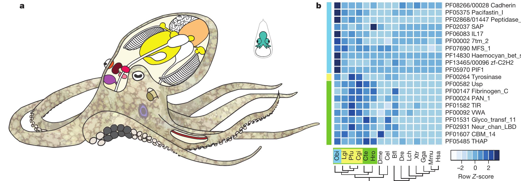 (PDF) The octopus genome and the evolution of cephalopod neural and ...