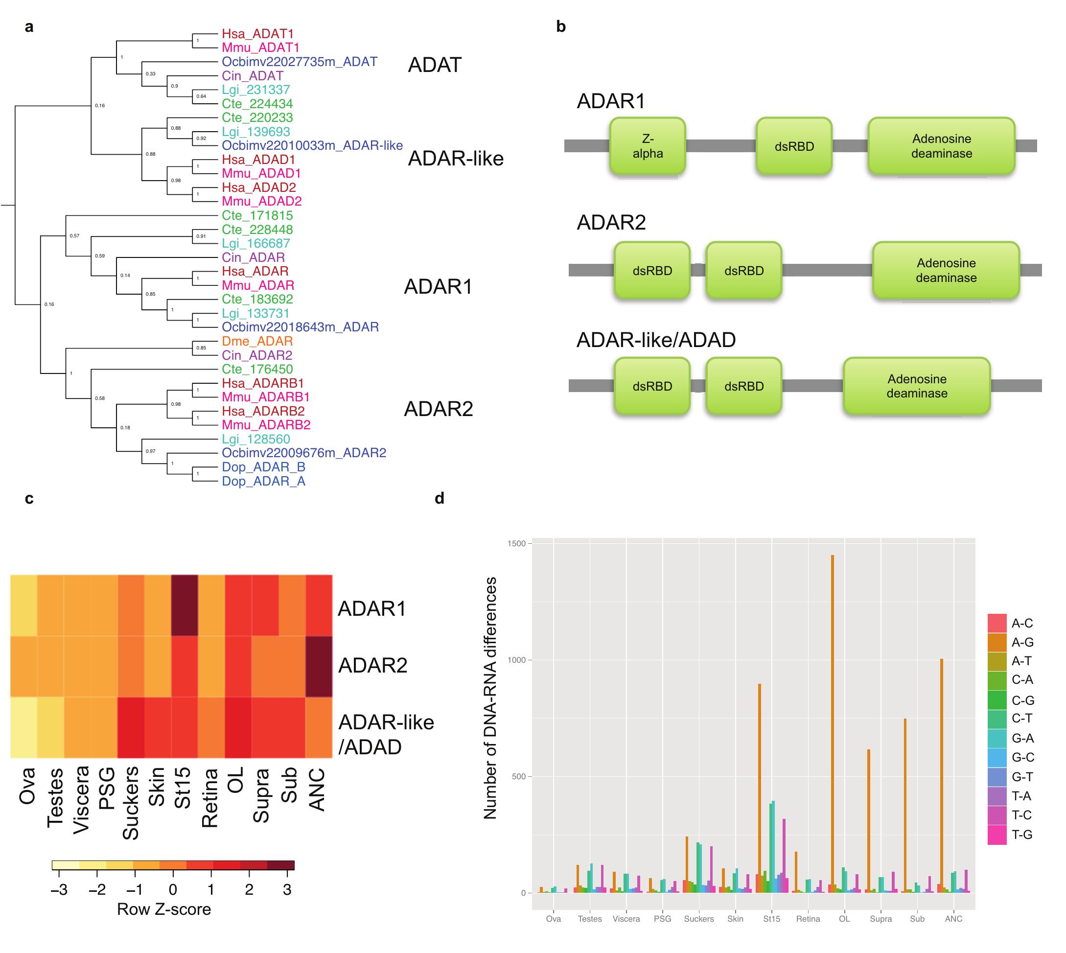 (PDF) The octopus genome and the evolution of cephalopod neural and ...