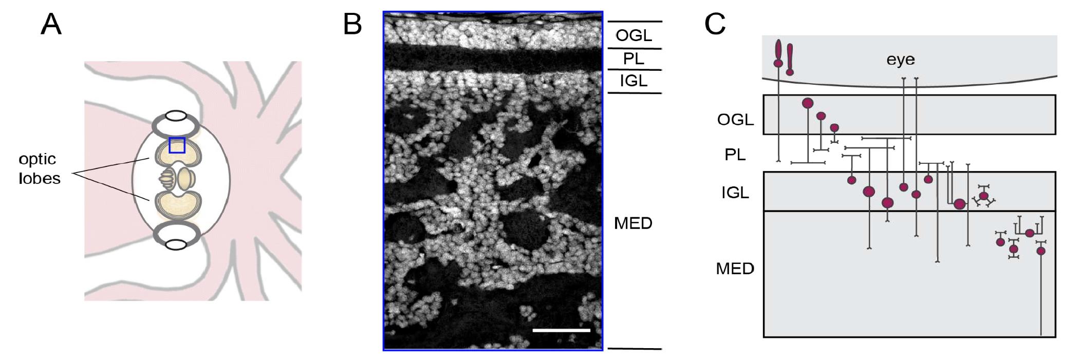 (PDF) Cell types and molecular architecture of the octopus visual system