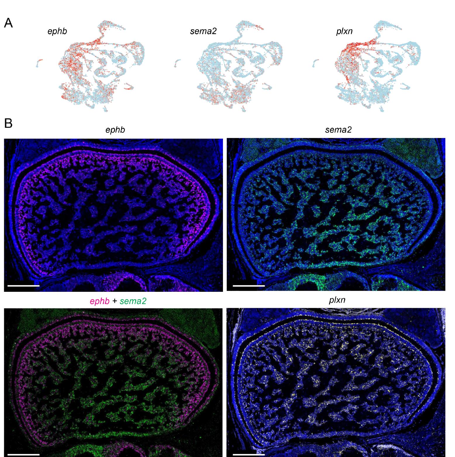 (PDF) Cell types and molecular architecture of the octopus visual system