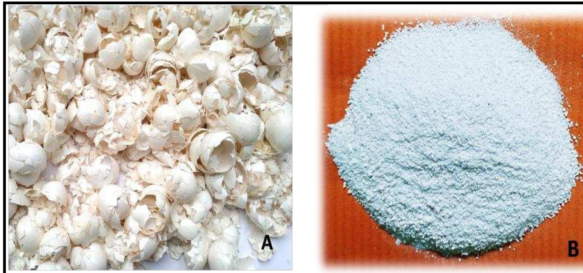 (PDF) Application of egg shell with fortified vermicompost in Capsicum ...