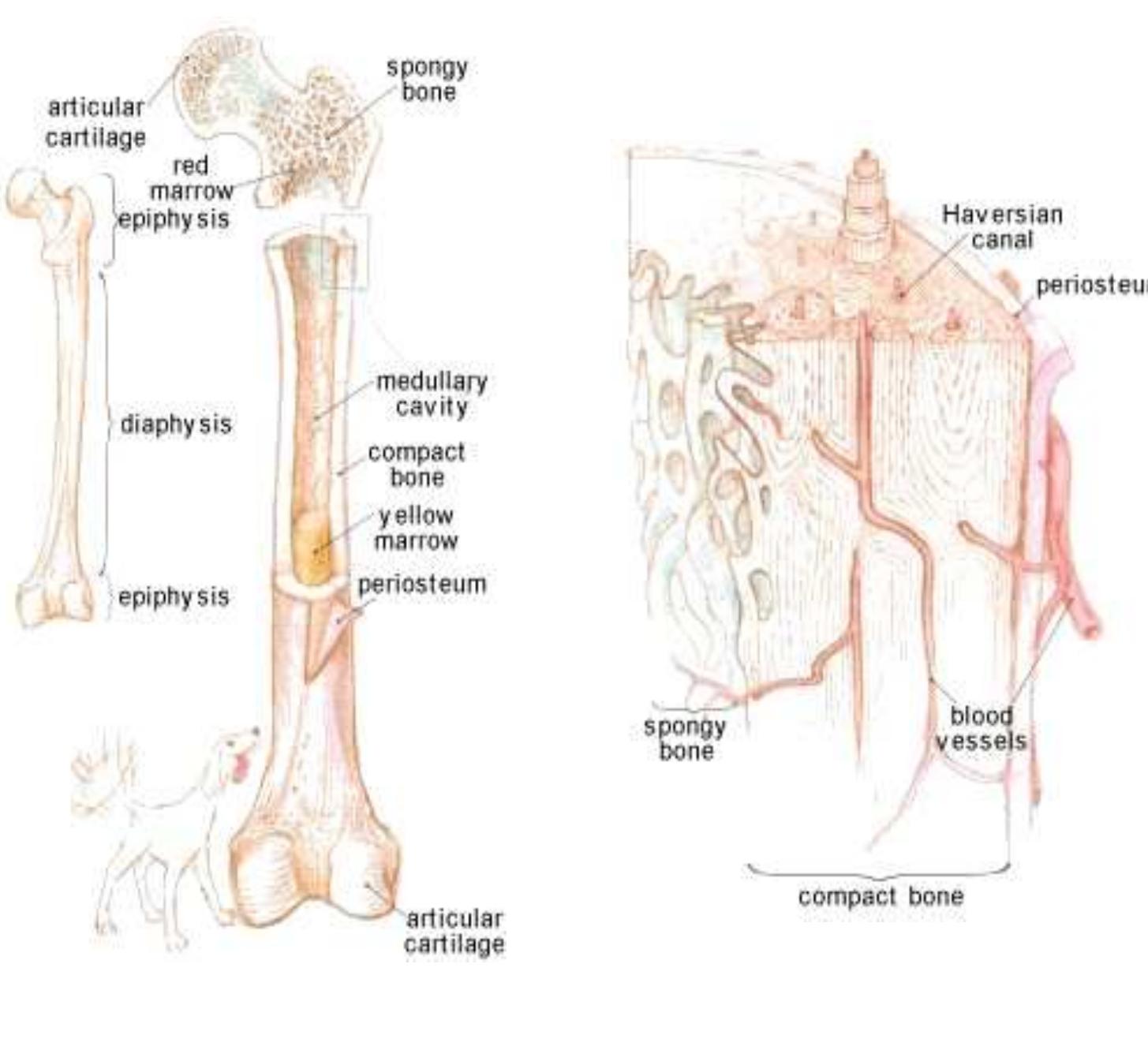 Diagram represents the structure of different types of bone.