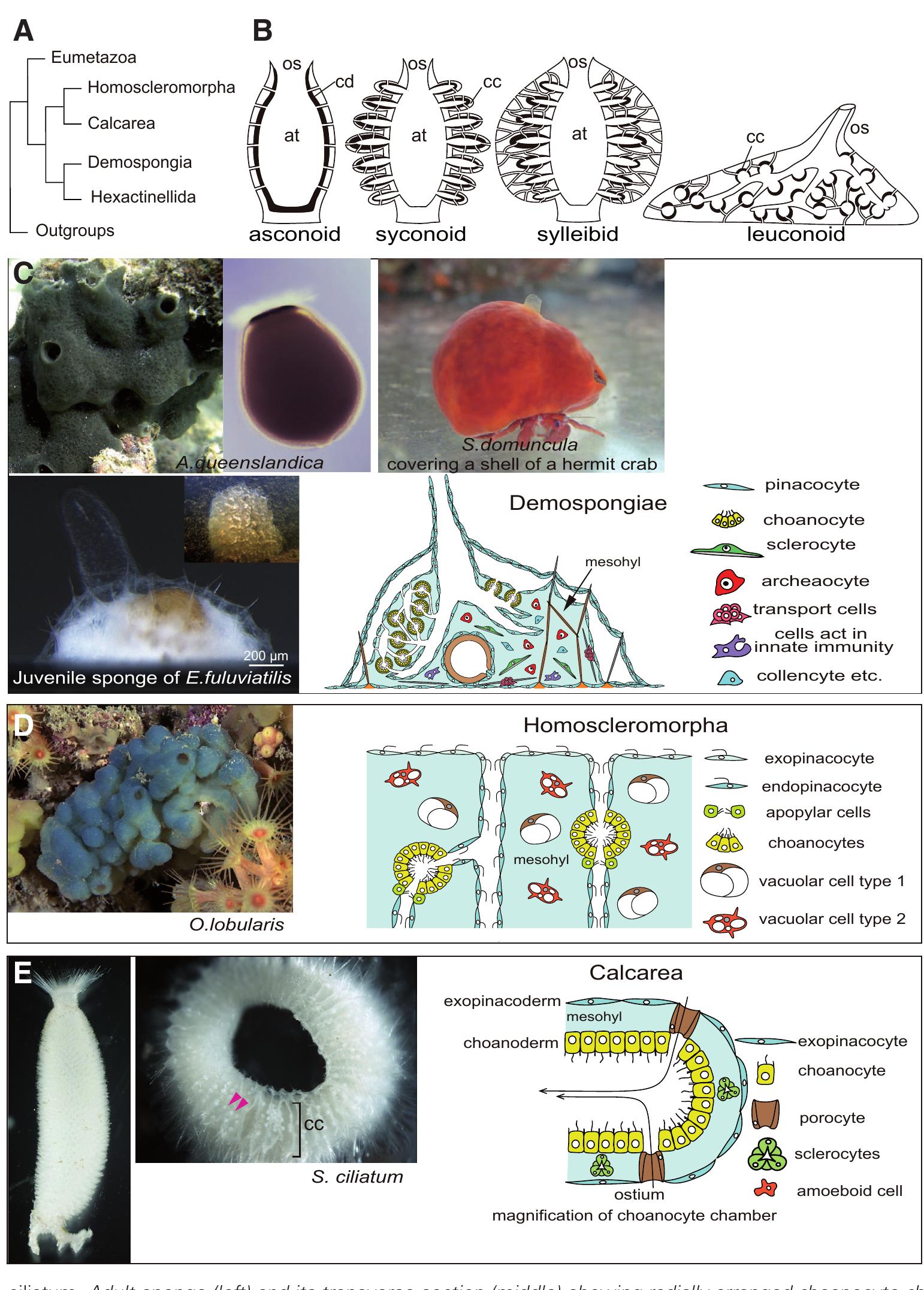 (PDF) The cellular and molecular bases of the sponge stem cell systems ...