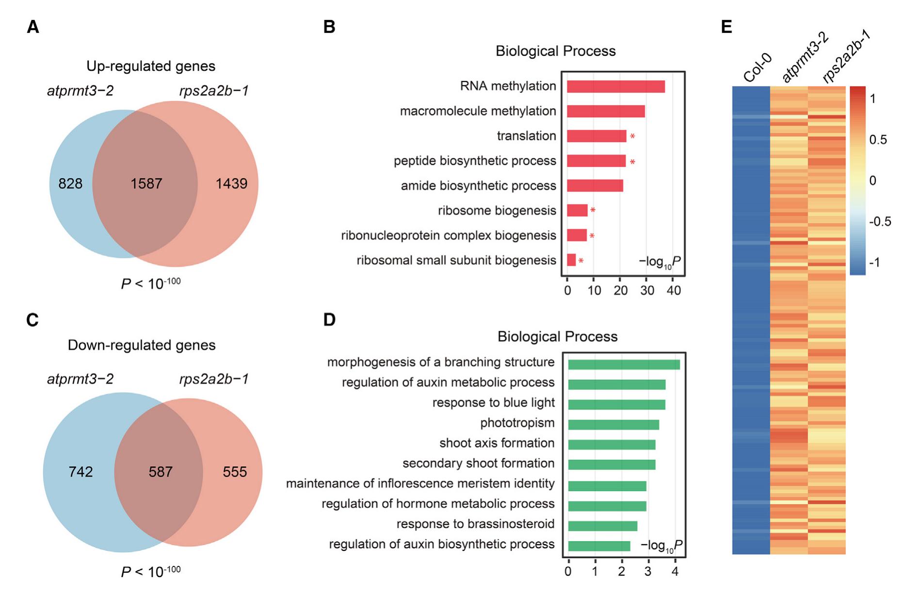 (PDF) Protein arginine methyltransferase 3 fine-tunes the assembly ...
