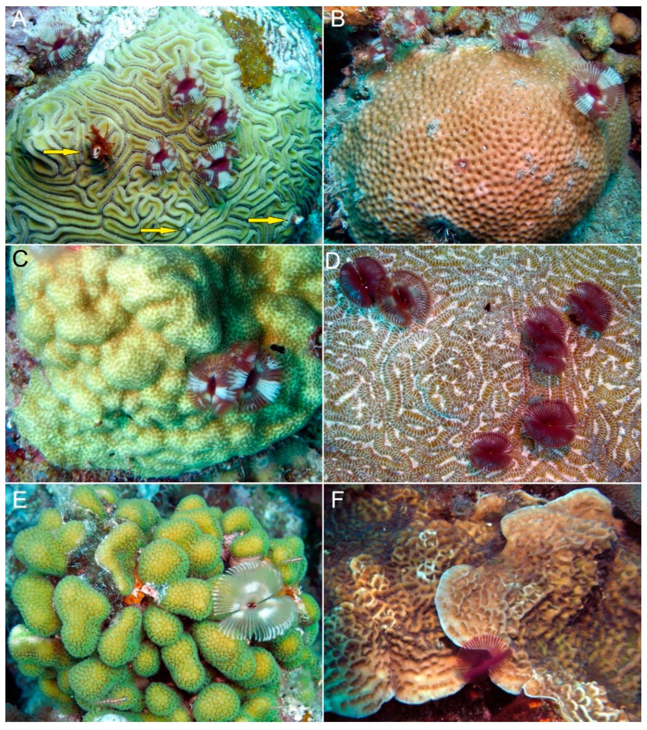 (PDF) Morphological Modifications and Injuries of Corals Caused by ...