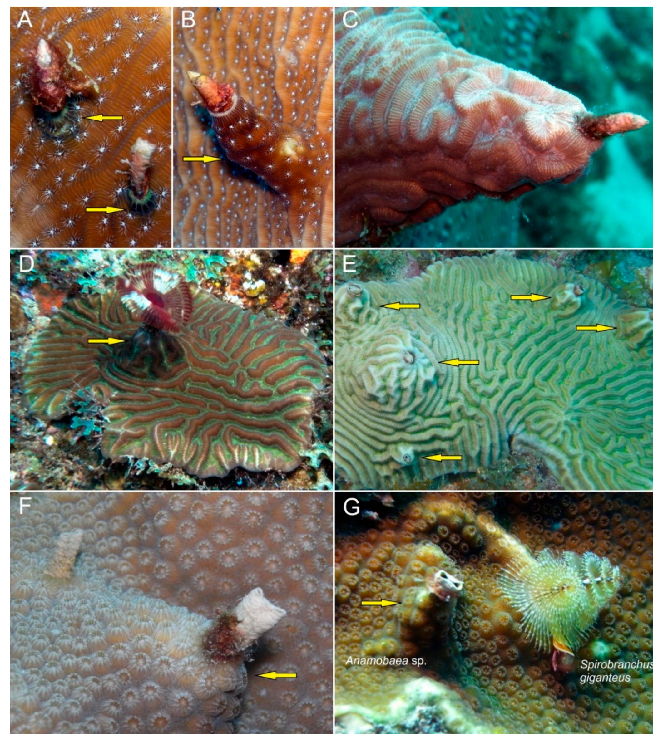 (PDF) Morphological Modifications and Injuries of Corals Caused by ...