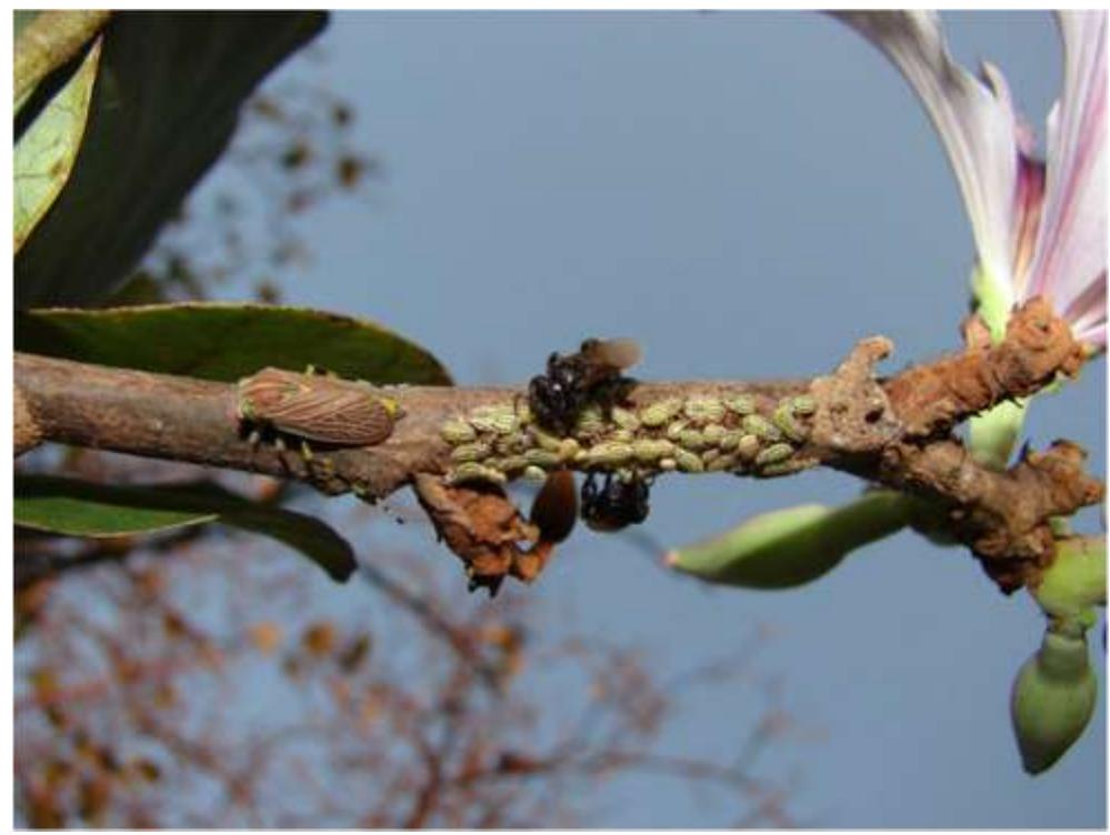 (PDF) Looking beyond the flowers: associations of stingless bees with ...