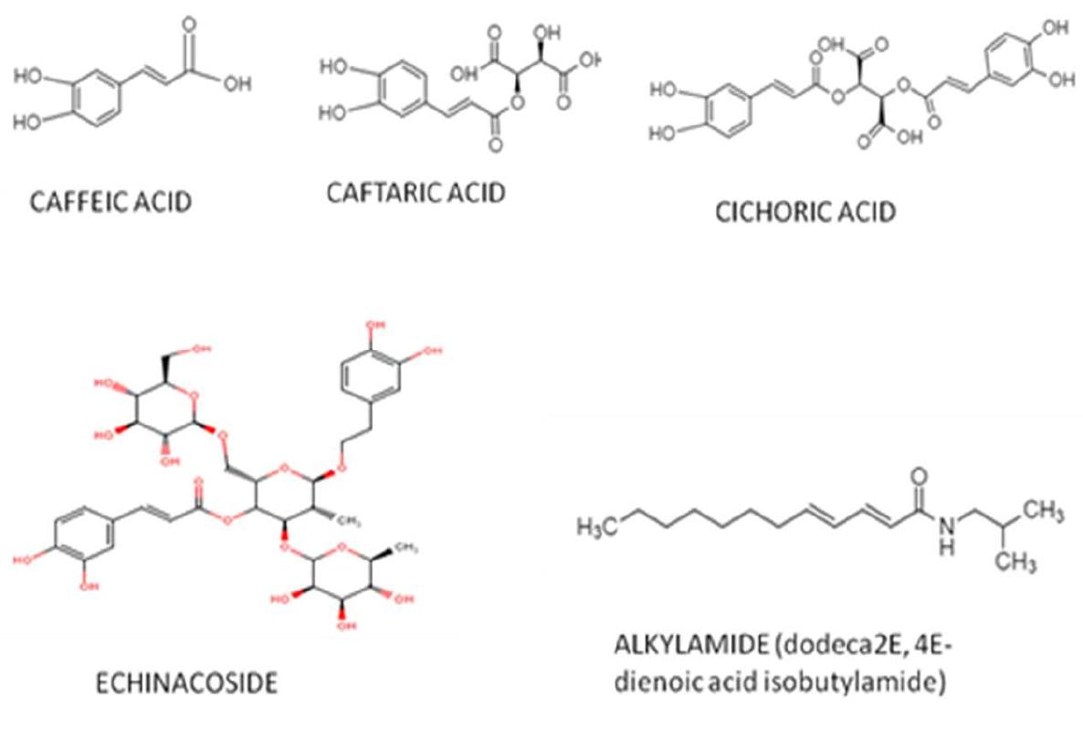 (PDF) Echinacea purpurea (L.) Moench: Biological and Pharmacological ...
