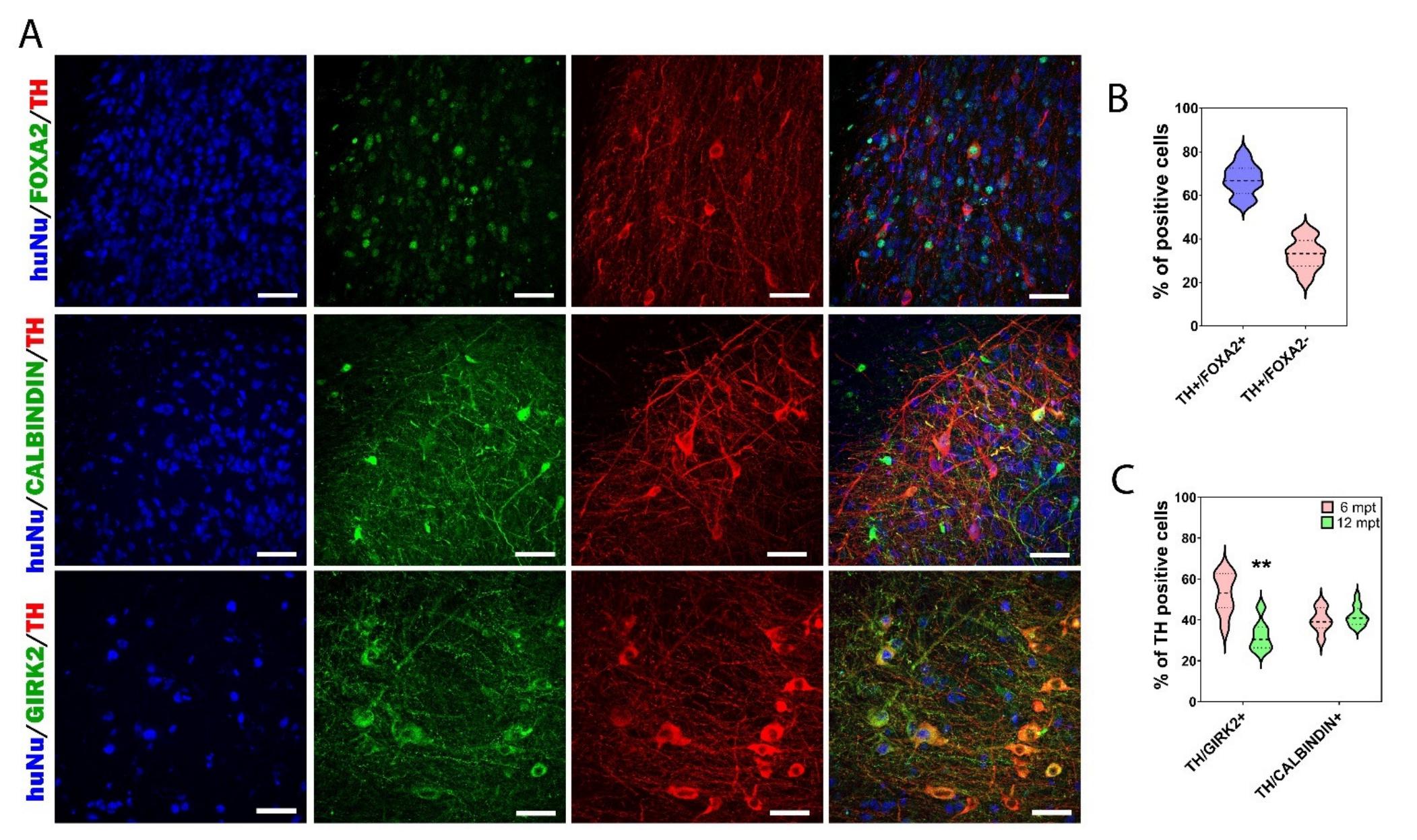 (PDF) Long-Term Evaluation of Intranigral Transplantation of Human iPSC ...