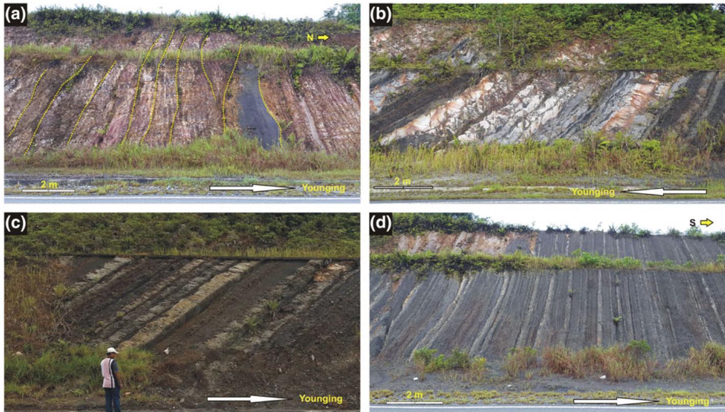 (PDF) Turbidite, debrite, and hybrid event beds in submarine lobe ...