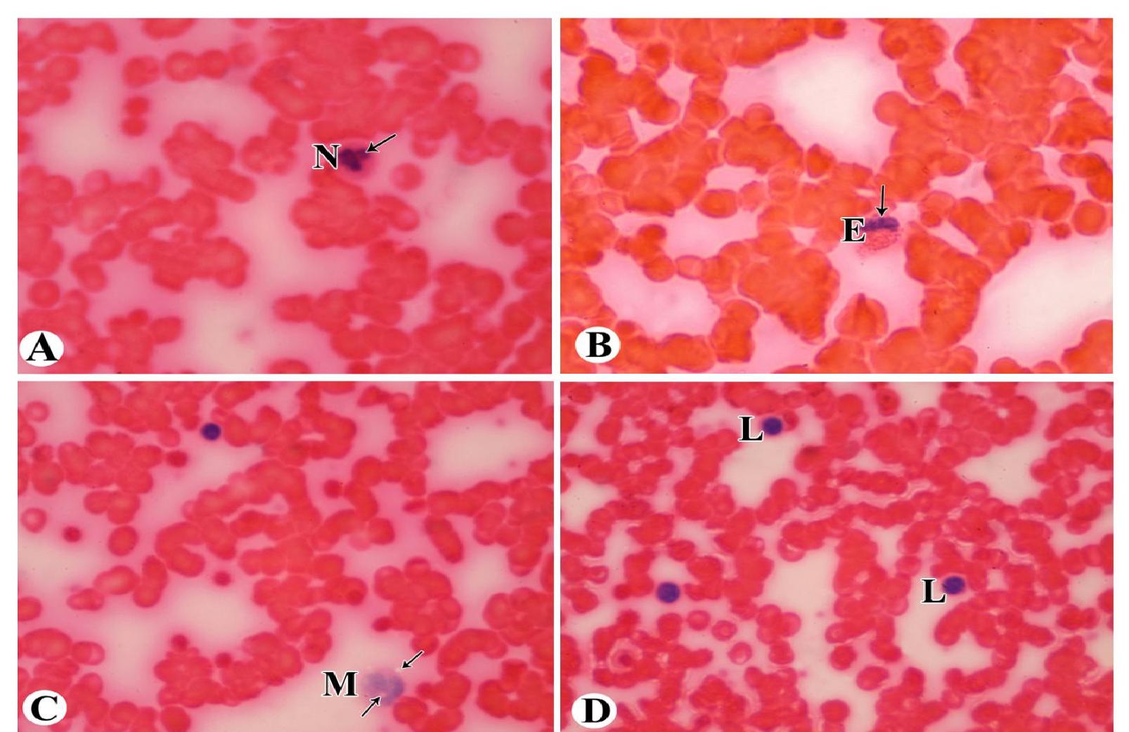 Pknotic Rbc (PDF) Determination of Blood Age by Morphological Changes of Different ...