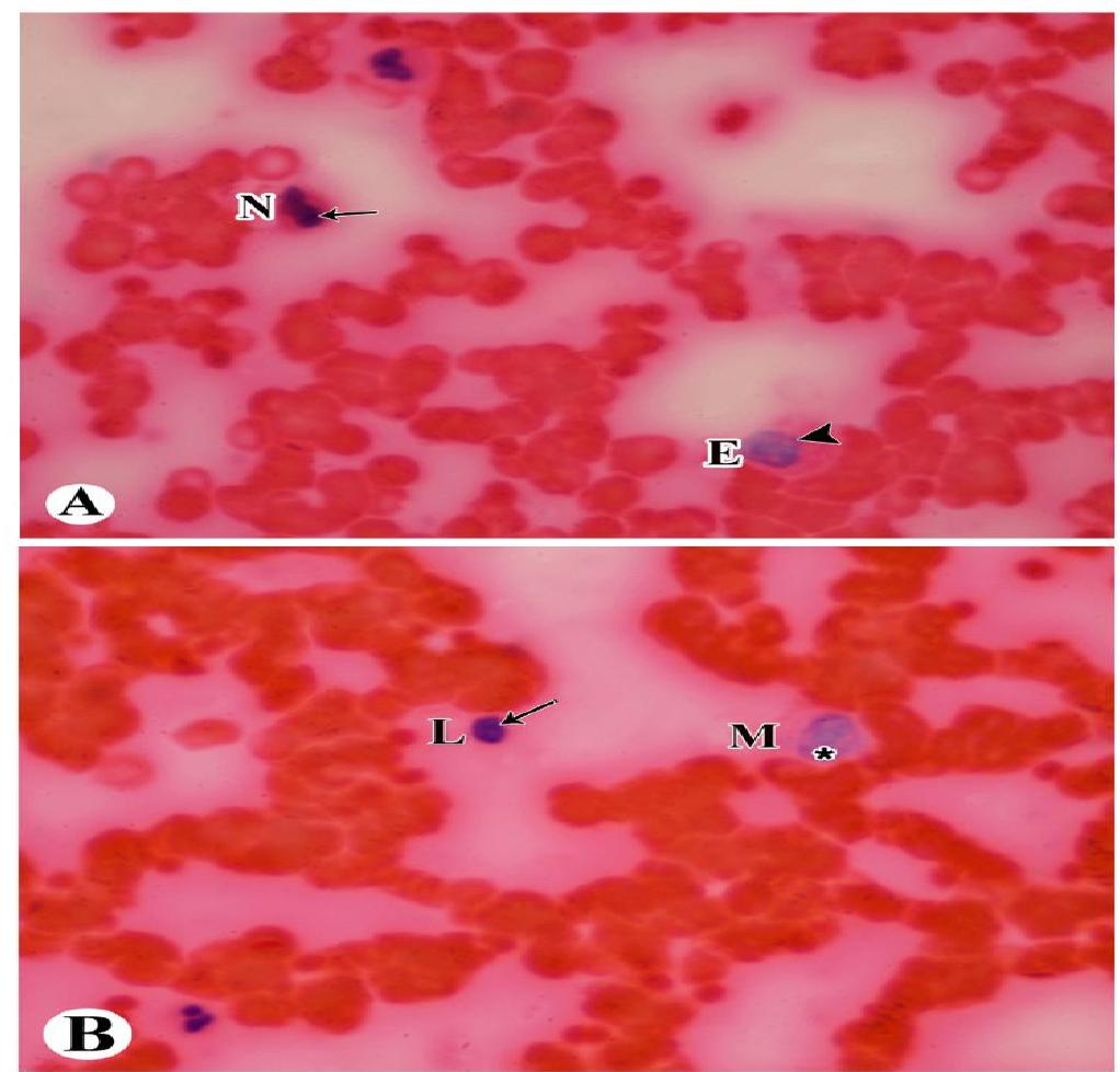 Pknotic Rbc (PDF) Determination of Blood Age by Morphological Changes of Different ...
