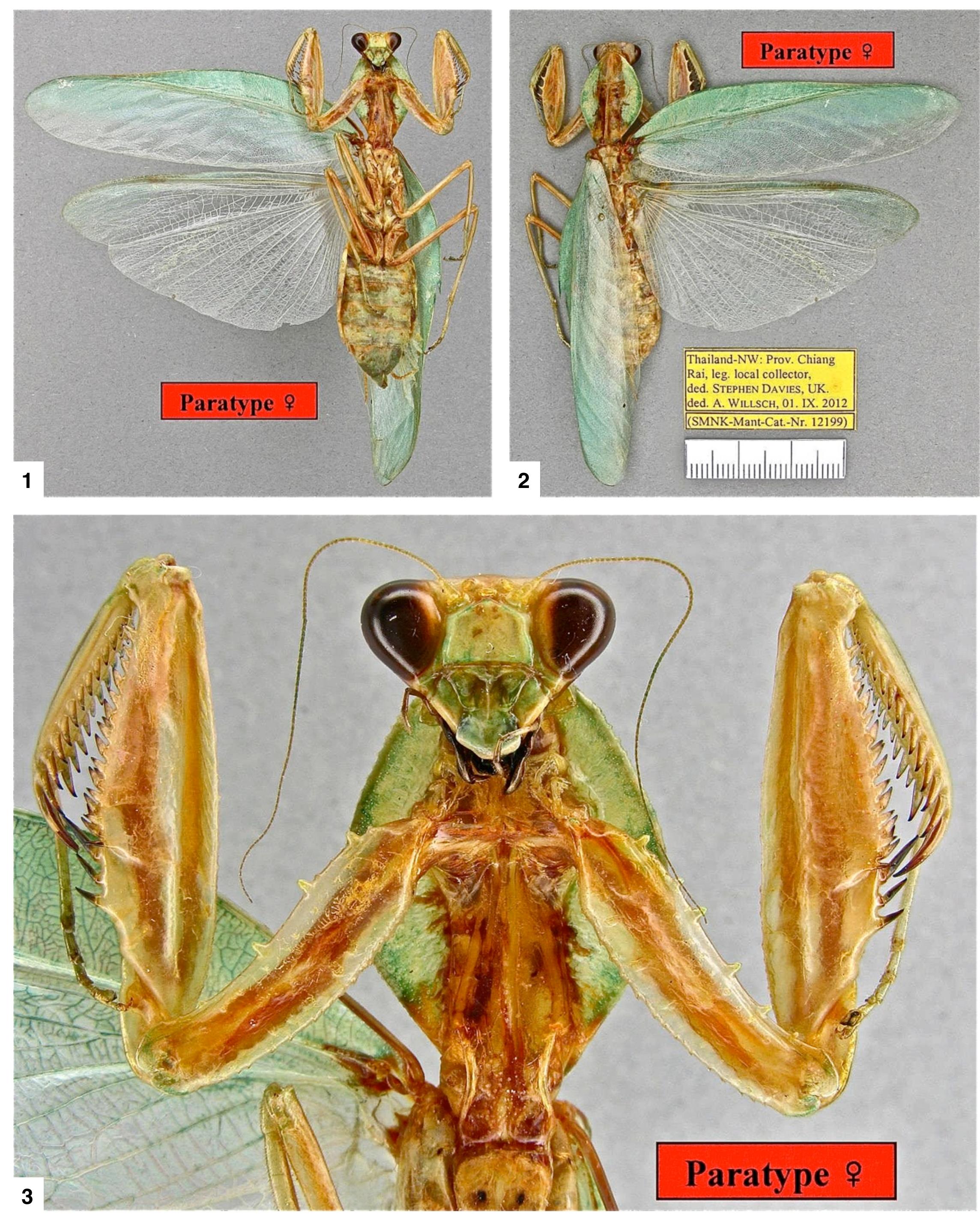 Figure 14 - from A new species in the praying mantis genus