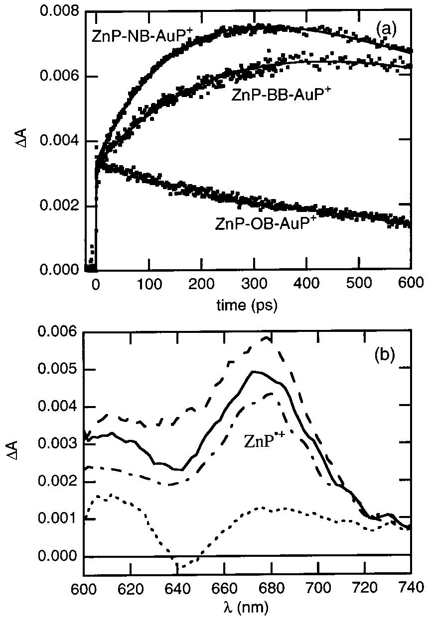 Figure 5. (a) Transient absorption kinetics of ZnP—OB—AuP*, ZnP— BB—AuPt, and ZnP—NB—AuP* in DMF (Apump = 585 nm, Aprobe = 645 nm). (b) Transient absorption spectra of ZnP—OB—AuP* (-**), ZnP—BB—AuP* (—), ZnP—NB—AuP*? (- - -), and ZnP—AB—AuPt (- + -) at 800 ps in DMF (Apump = 585 nm).