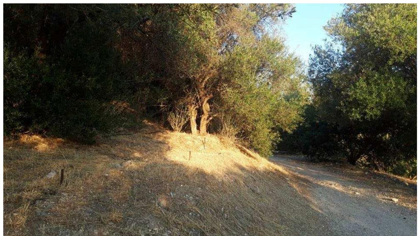 Figure 7. Marking posts that were placed in order to construct the fence rails (Source: G.S. Archive) 