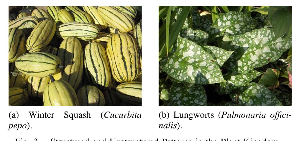 (PDF) Visual Patterns in the Plant Kingdom