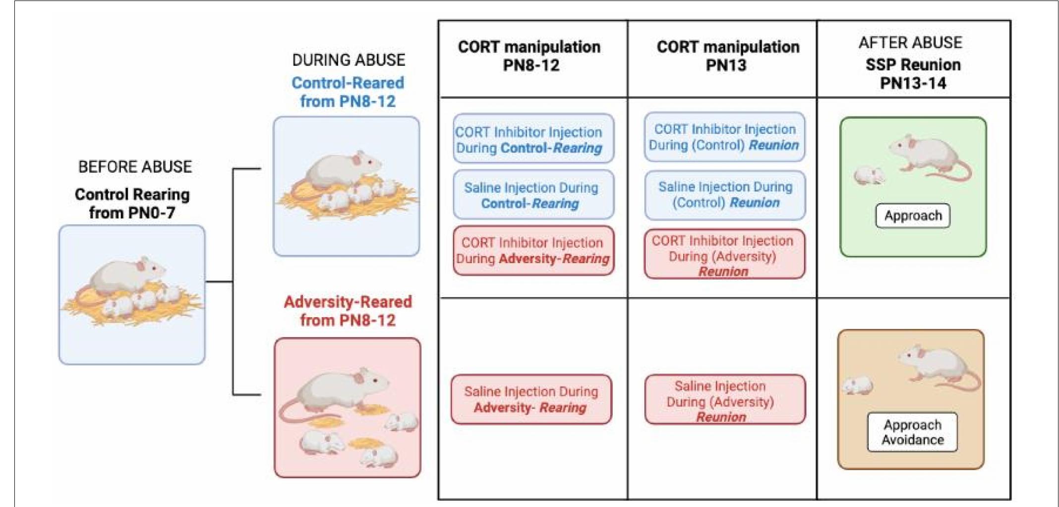 (PDF) The Neurobiology of Infant Attachment-Trauma and Disruption of ...
