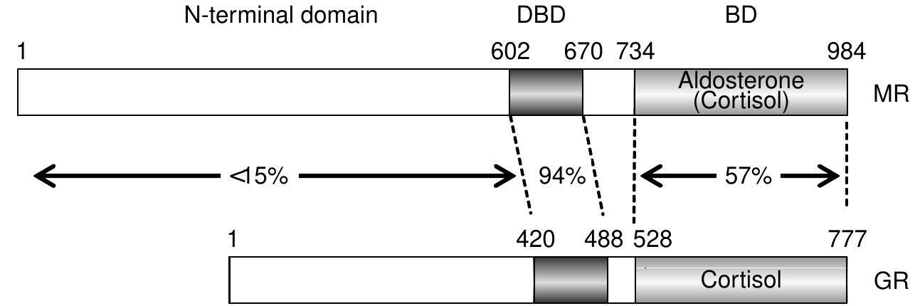 (PDF) Structure–function relationships in the mineralocorticoid receptor