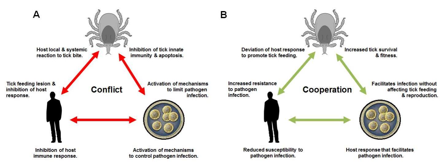 Figure 2 - from Tick-Host-Pathogen Interactions: Conflict