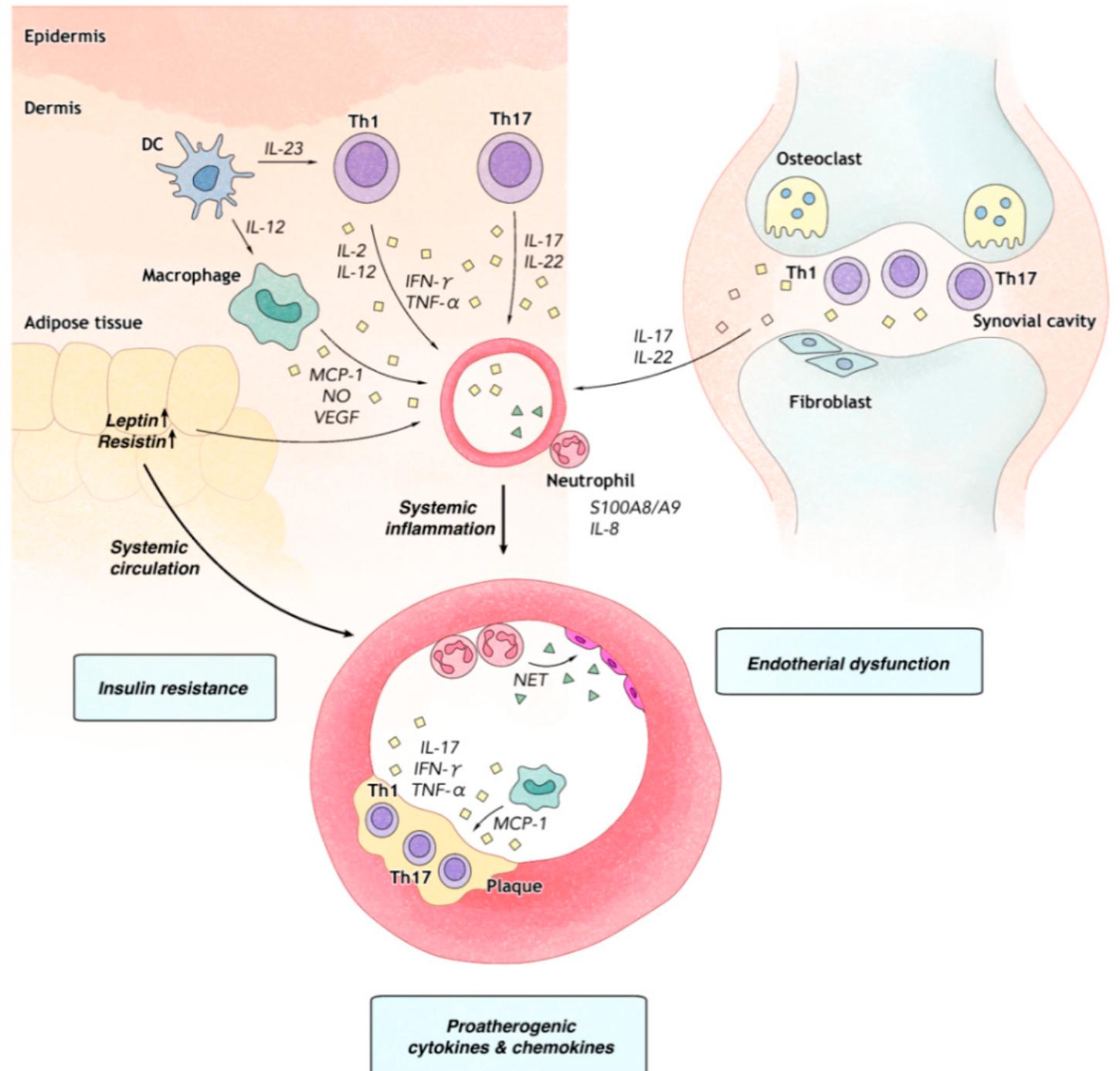 (PDF) The Risk of Systemic Diseases in Those with Psoriasis and ...
