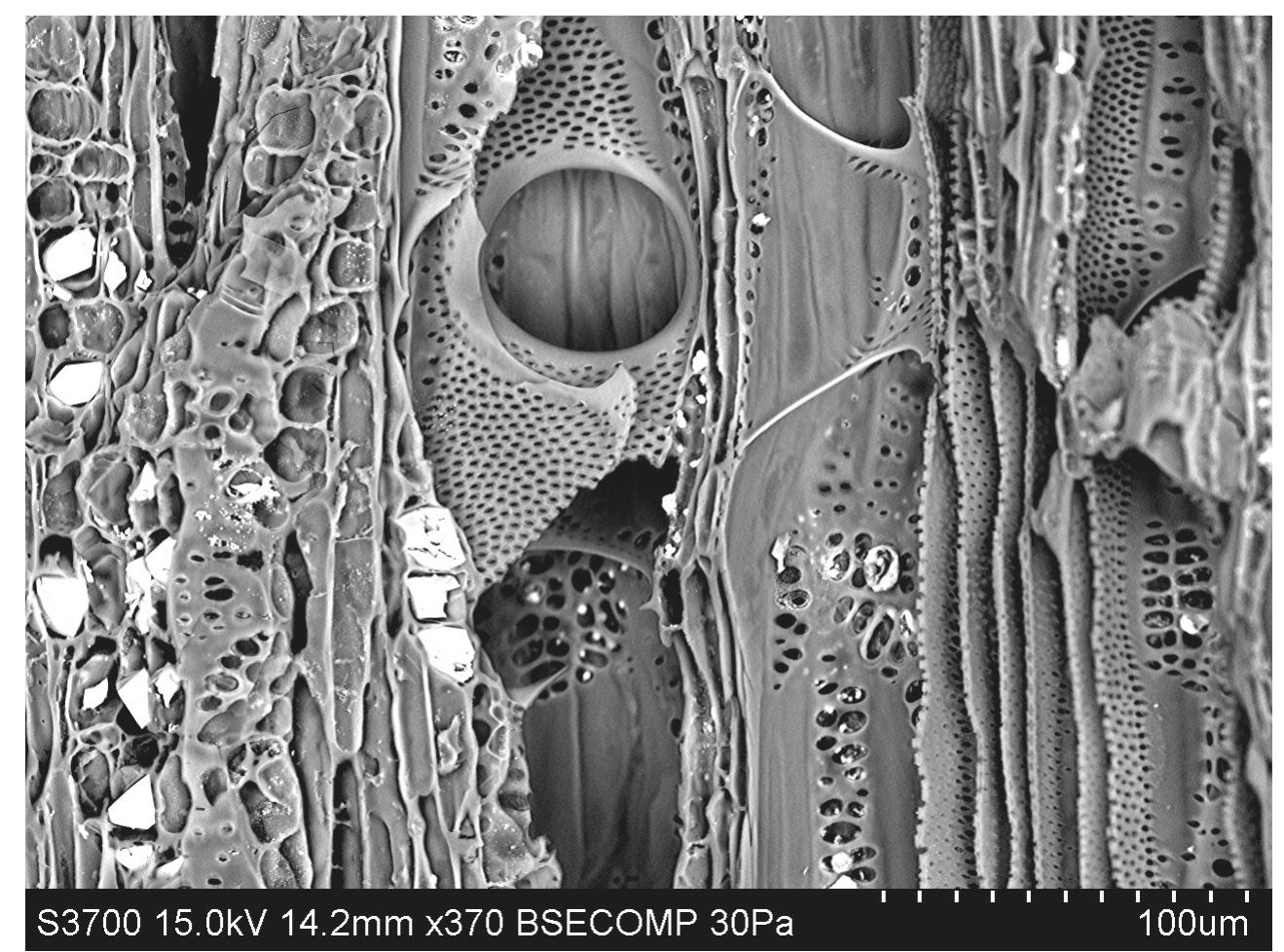 Variable pressure scanning electron microscope image of