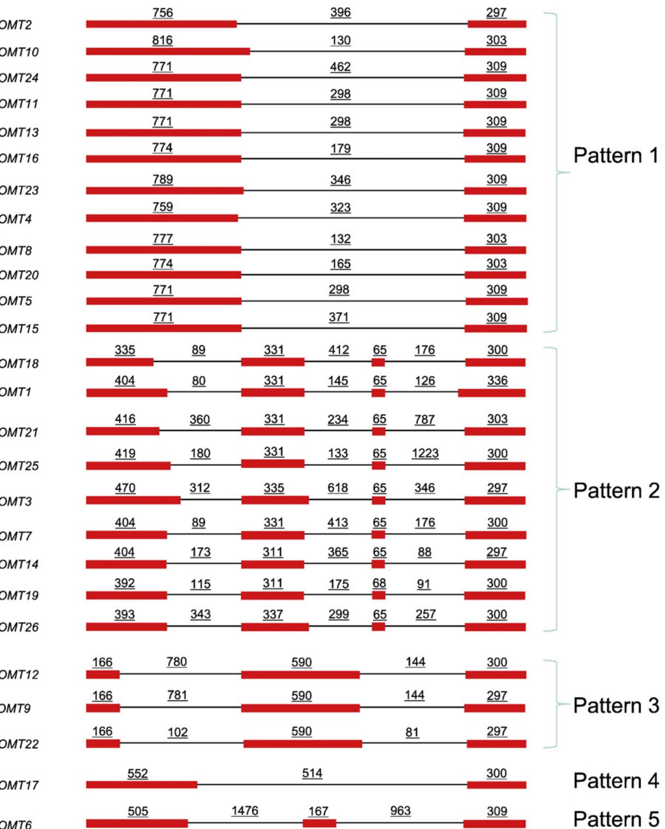 (PDF) Comparative genomics and evolutionary analyses of the O ...