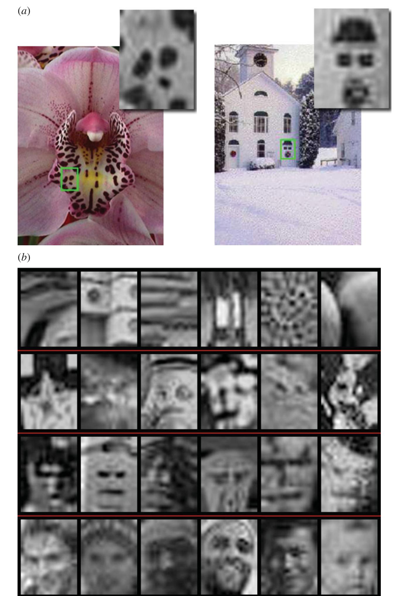 (PDF) Lateralization of face processing in the human brain