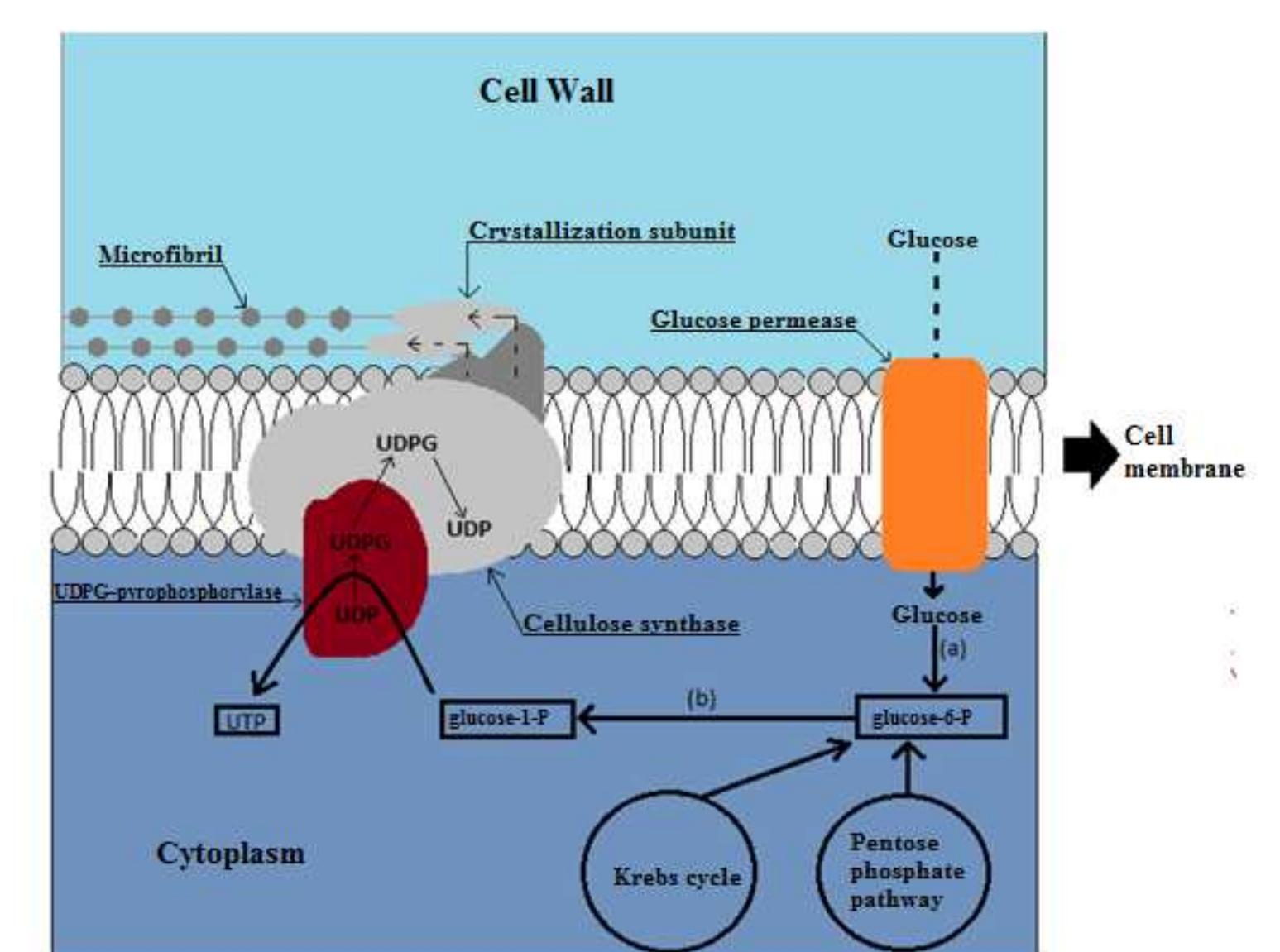 Genericmetabolic pathway for the biosynthesis of cellulose