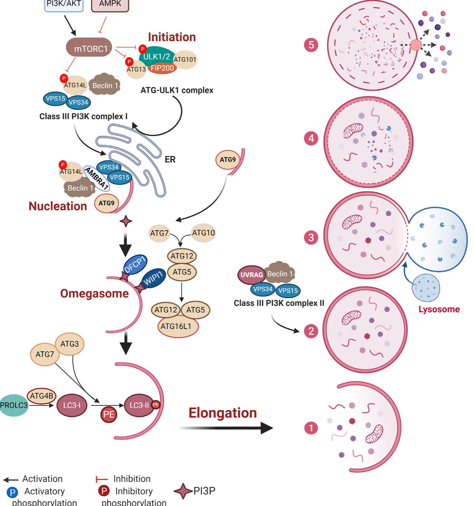 Figure 2 - from Autophagy-targeted therapy to modulate