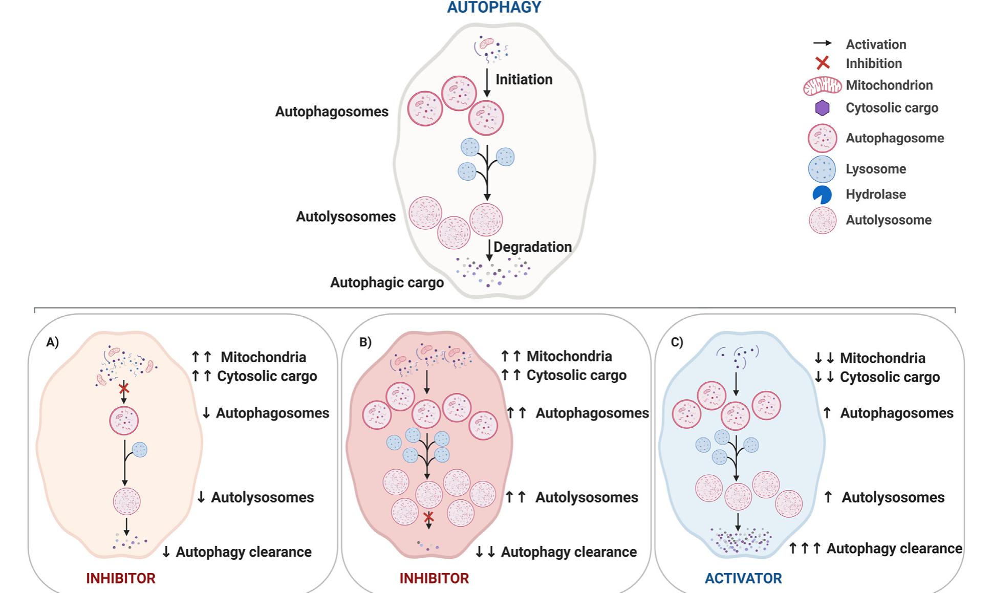Figure 2 - from Autophagy-targeted therapy to modulate