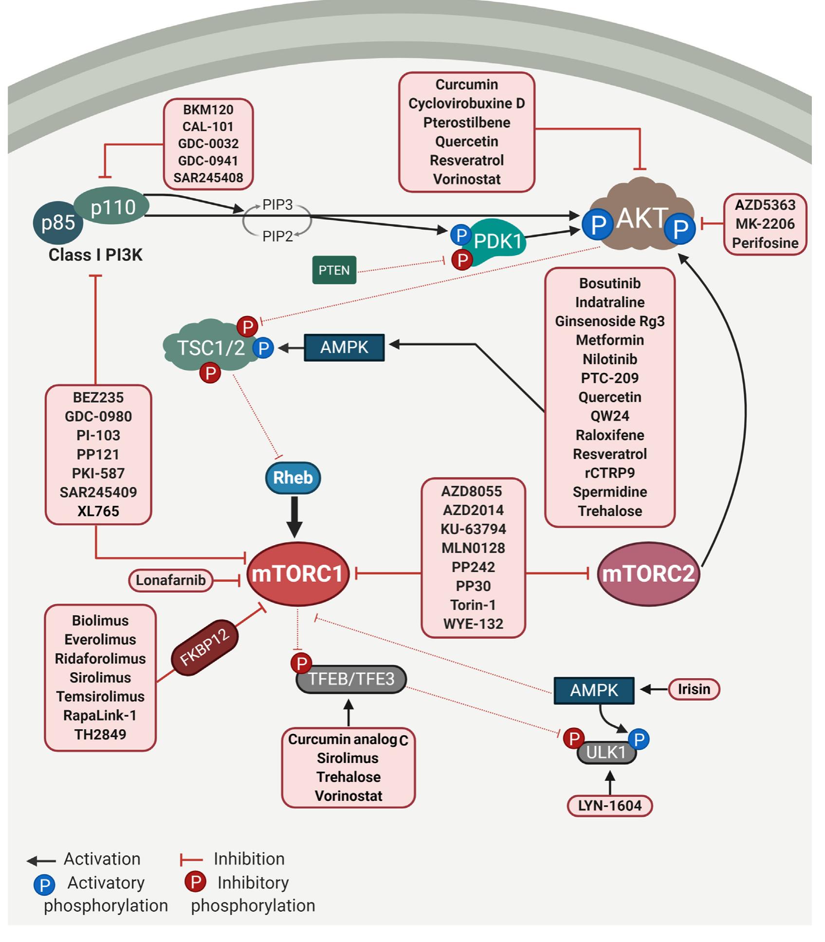 Figure 2 - from Autophagy-targeted therapy to modulate
