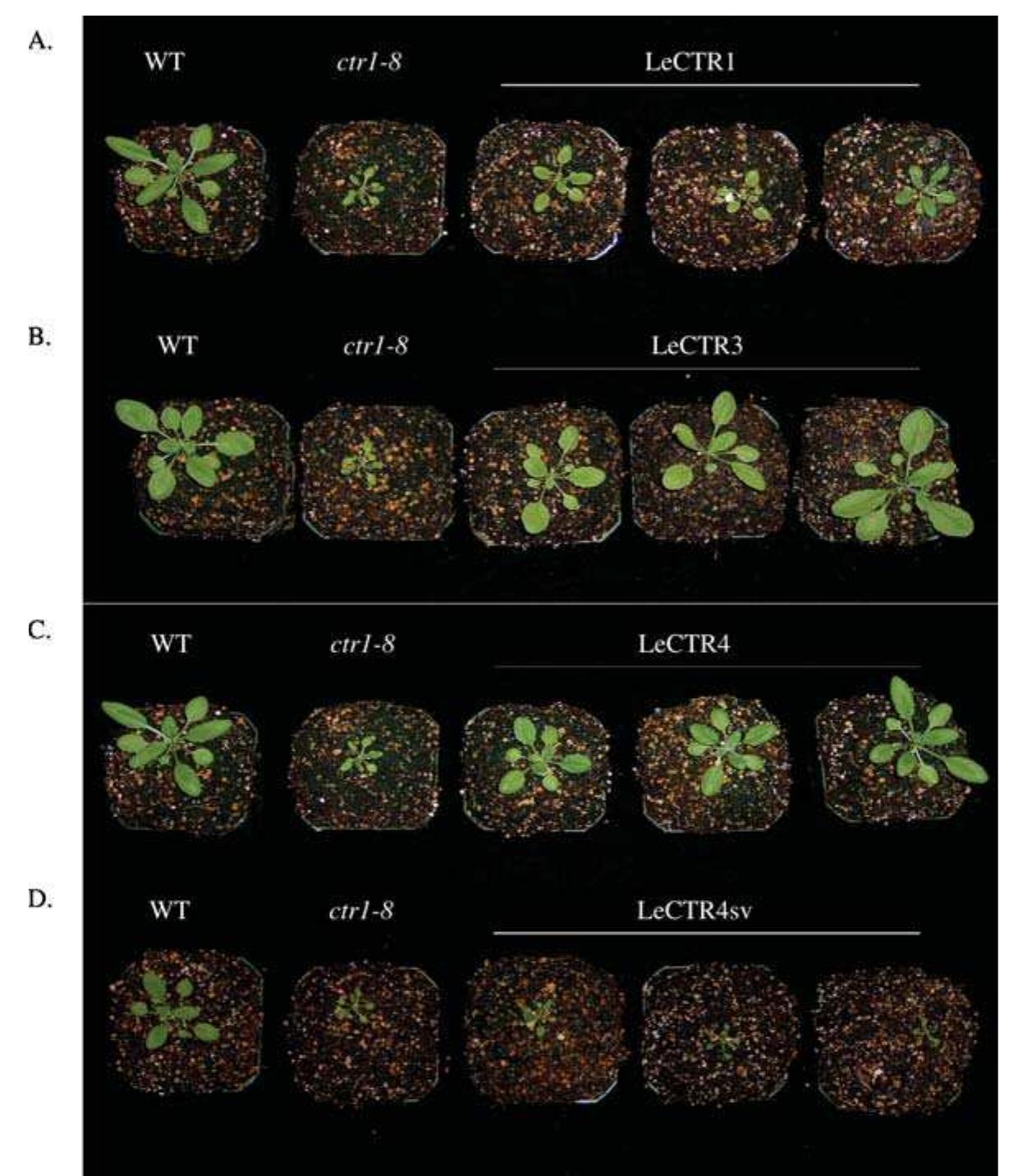 Arabidopsis rosette stage phenotypes of the transgenic lines