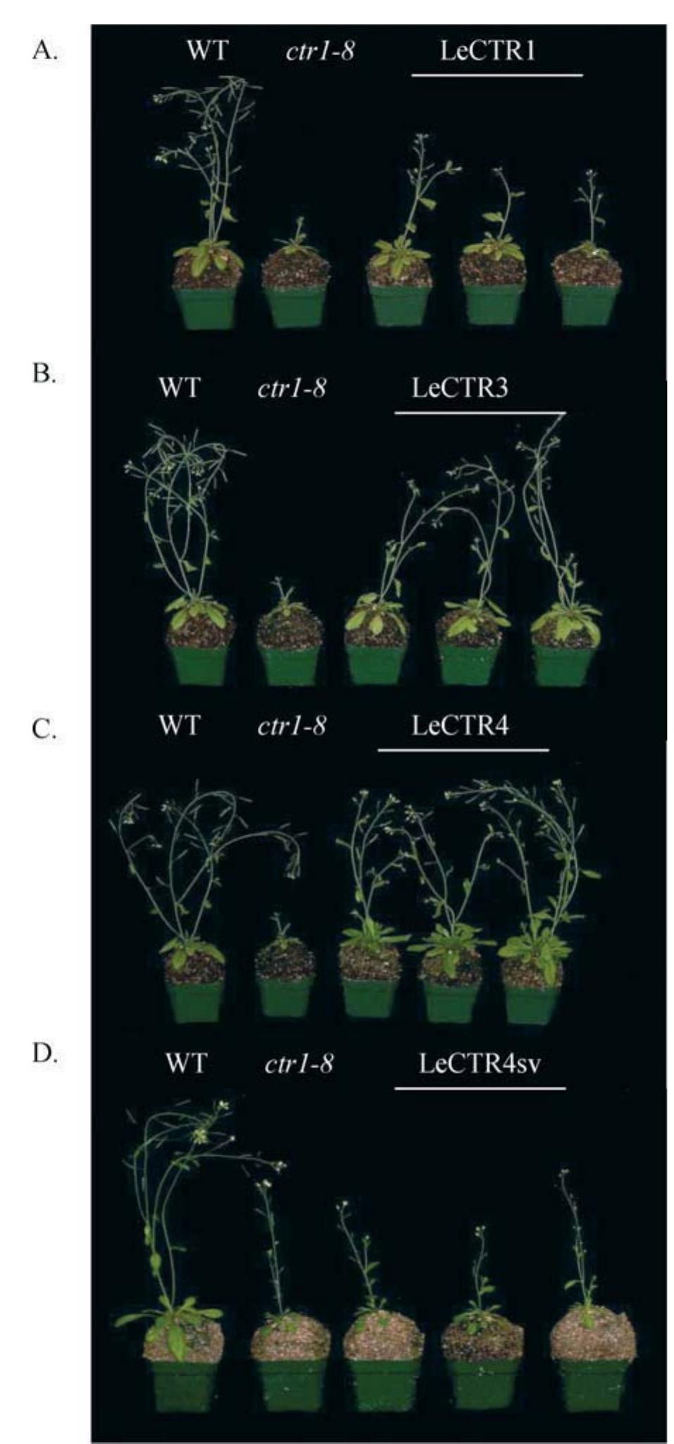 Flowering-stage phenotypes of the transgenic lines