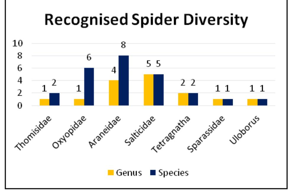 Spider Study (PDF) Investigation and Identification of Various Garden Spider Species ...