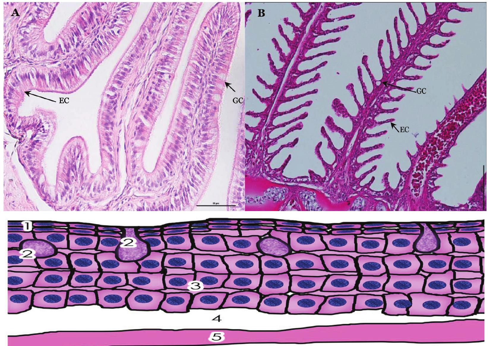 Figure 48 - from Fish immune