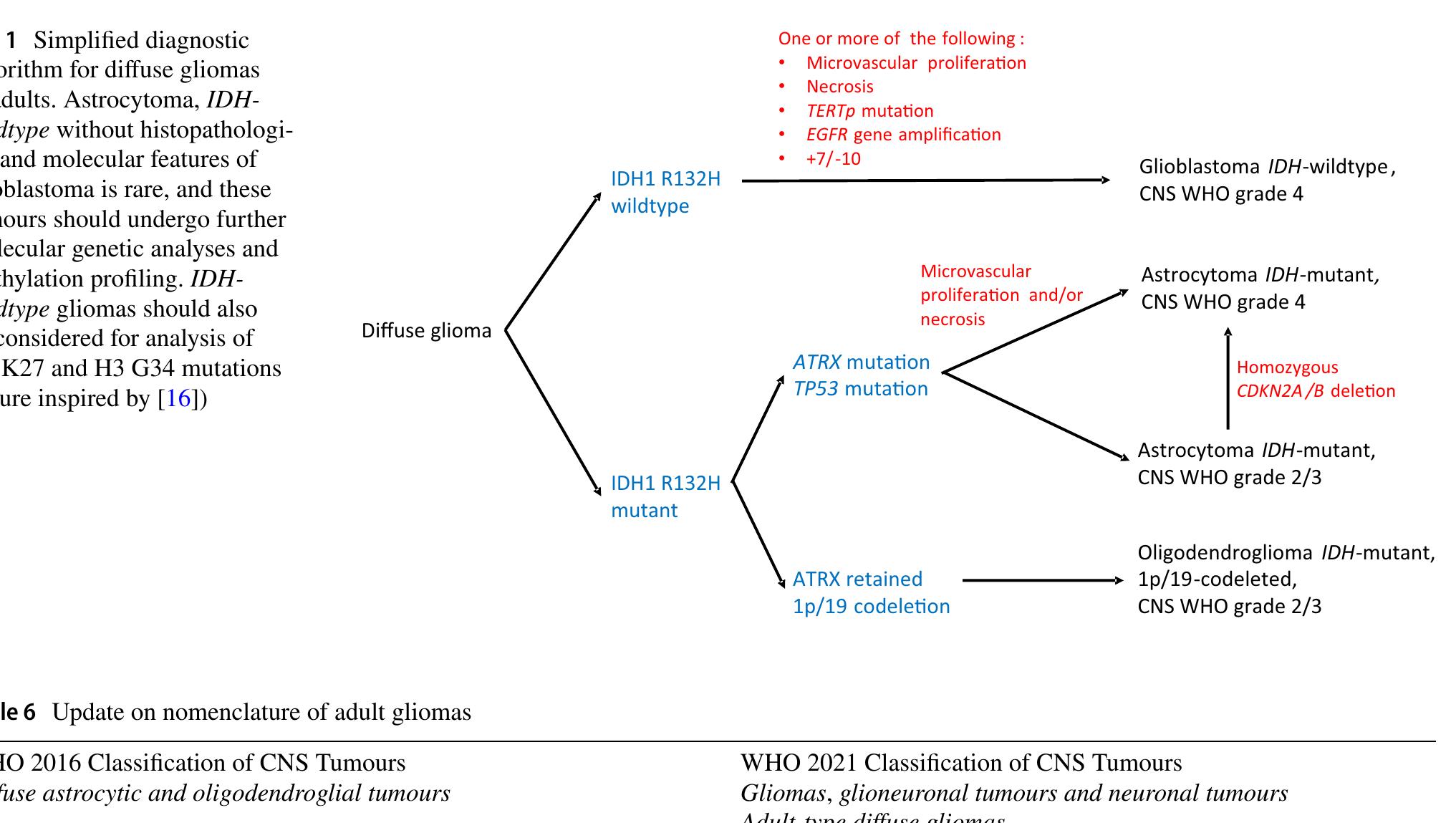 Figure 1 - from The WHO 2021 Classification of Central