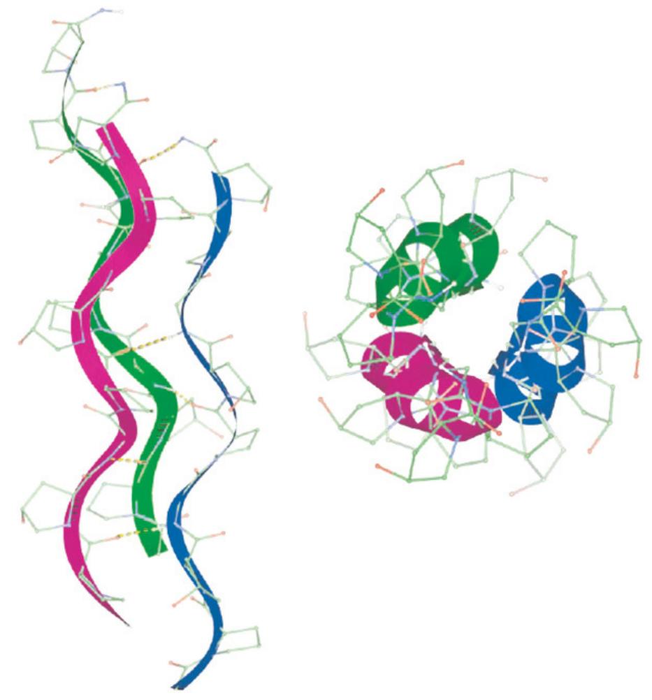 The triple helical structure for a collagen molecule. the