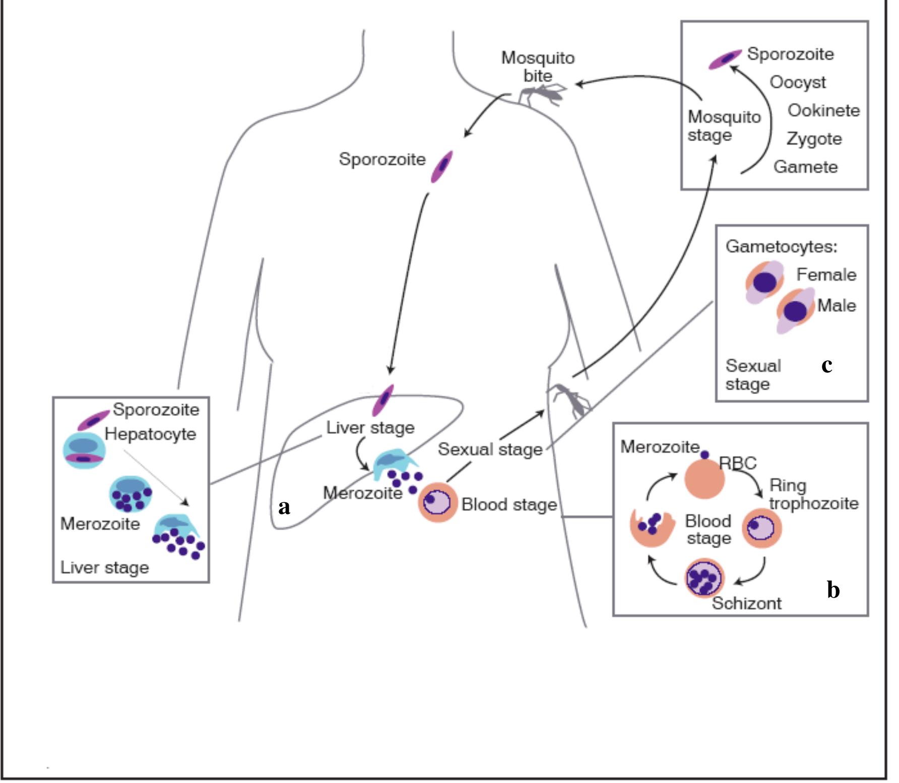 life cycle of p. falciparum and typical stages of action